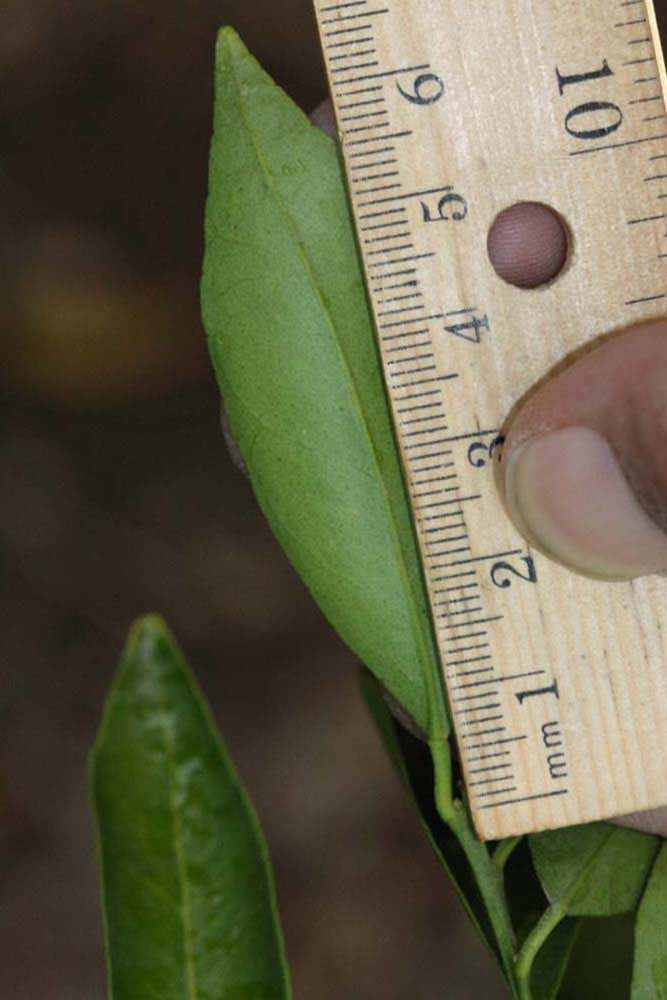              Unifoliolate leaf (Riverside, CA)       